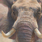 44D Elephant