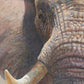 44D Elephant