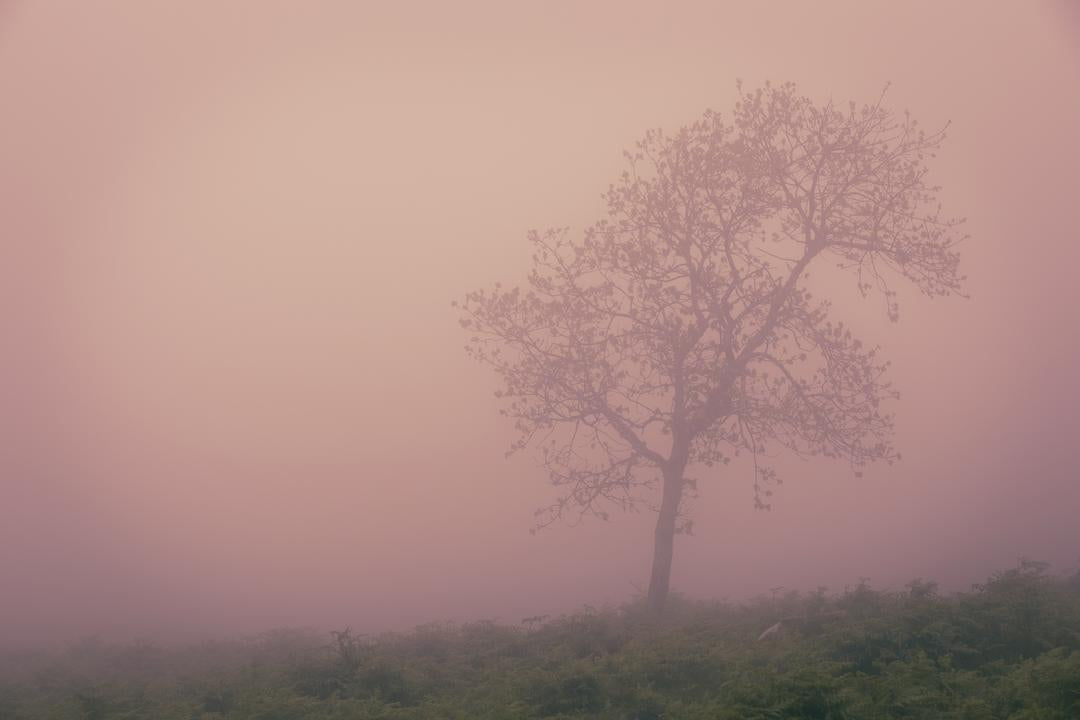 44H Tree