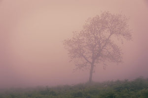 44H Tree