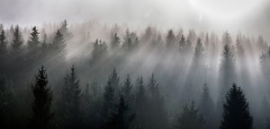 44K Forrest