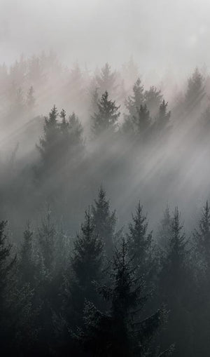 44K Forrest